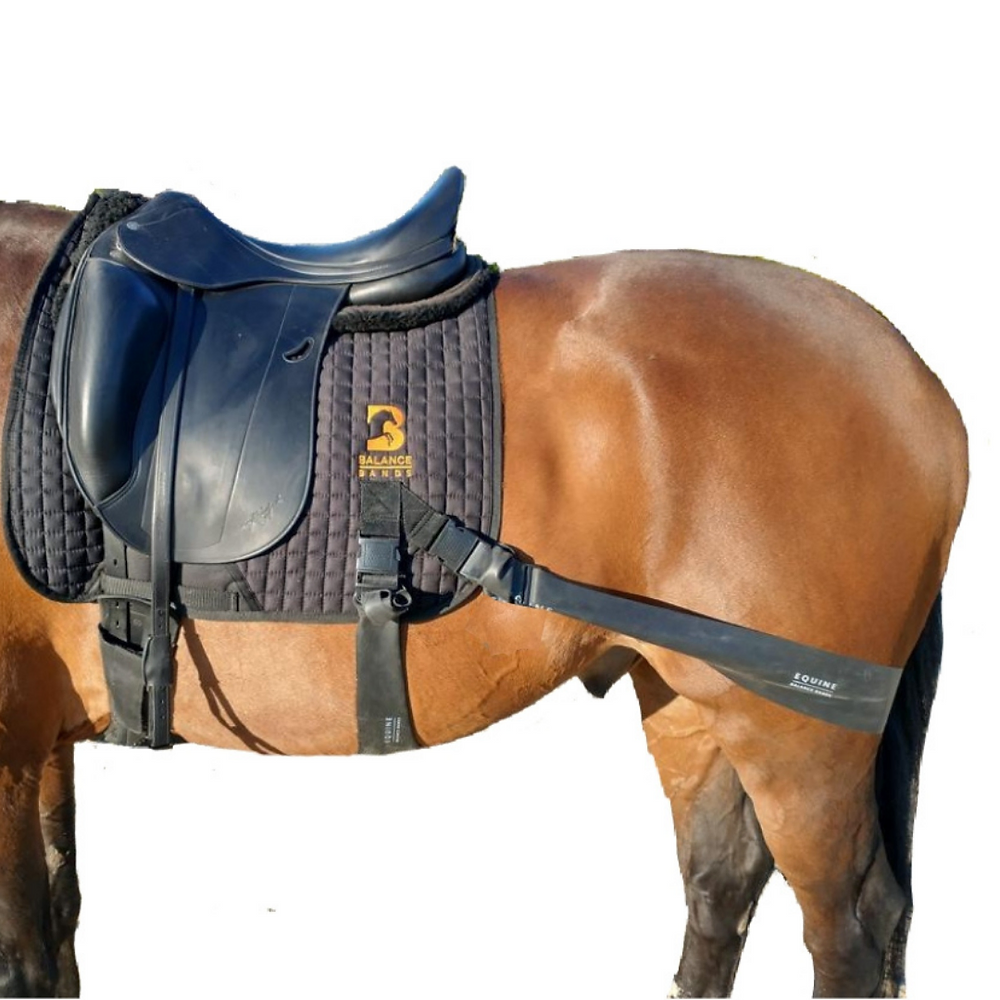 8bfb2a_77cad37780434aa69db31f2c2e450cdd~mv2.png Bandas de equilibrio equino - Imagen 1